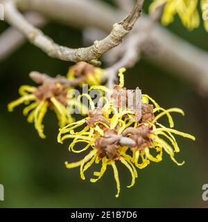 Chinesische Hexenhasel, Kinesisk Trollhassel (Hamamelis mollis) Stockfoto