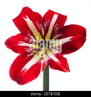 'Gilmar' Hippeastrum, Amaryllis (Hippeastrum x Hortorum) Stockfoto