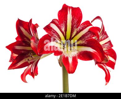 'Gilmar' Hippeastrum, Amaryllis (Hippeastrum x Hortorum) Stockfoto