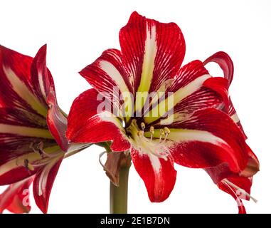 'Gilmar' Hippeastrum, Amaryllis (Hippeastrum x Hortorum) Stockfoto