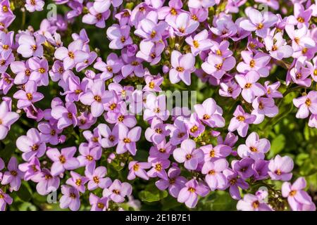 Steinkresse Moerheim, Småblommig aubrietia (Aubrieta deltoidea) Stockfoto