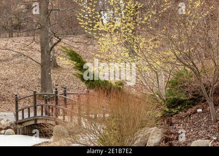 Chinesische Hexenhasel, Kinesisk Trollhassel (Hamamelis mollis) Stockfoto