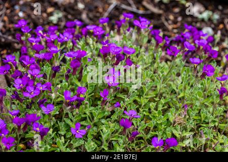 Steinkresse 'Blaumeise', Småblommig aubrietia (Aubrieta deltoidea) Stockfoto