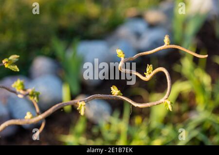 'Contorta' Harry Lauders Gehstock, ormhassel (Corylus avellana) Stockfoto