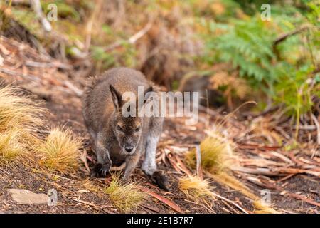 Wallaby im Cataract Gorge Reserve Stockfoto