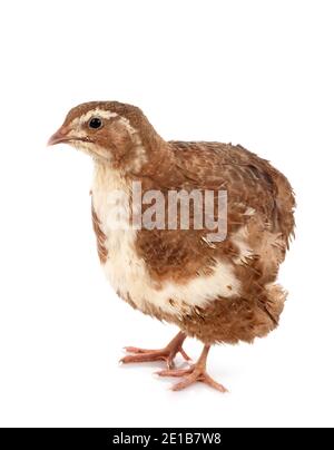 Japanische Wachteln vor weißem Hintergrund Stockfoto