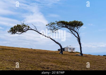 Mrs Hunt's Cottage auf Maria Island Stockfoto