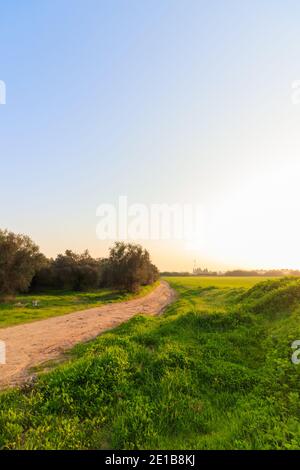 Ein Feldweg in der Mitte eines Weizenfeldes zu Beginn seines Winterwachstums, Südbezirk, Israel Stockfoto