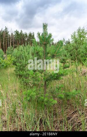 Junge Kiefern wachsen am Wald an einem bewölkten Tag Stockfoto