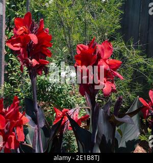 Canna Lily Flowers, wunderschöne leuchtend rote Cannas mit dunkelvioletten grünen Blättern, die sich in einem australischen Küstengarten abheben Stockfoto