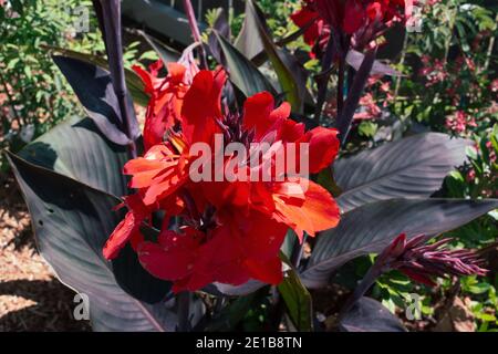 Canna Lily Flowers, wunderschöne leuchtend rote Cannas mit dunkelvioletten grünen Blättern, die sich in einem australischen Küstengarten abheben Stockfoto