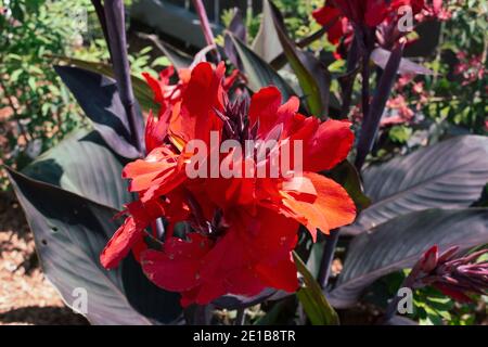 Blumen, wunderschöne leuchtend rote Canna-Lilien mit dunkelviolett-grünen Blättern, die in einem australischen Küstengarten aufragen Stockfoto