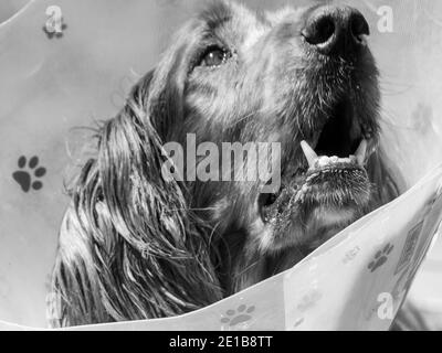 Monochrom von Dog, Irish oder Red Setter, empört in Kegel der Schande nach einem Ausflug zum Tierarzt. Nahaufnahme von Kopf, Gesicht, Augen, Mund, Nase. Stockfoto