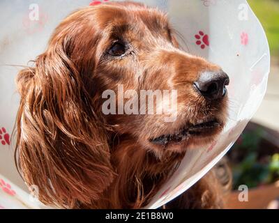 Hund, irischer oder roter Setter, empört in Scham nach einem Ausflug zum Tierarzt. Nahaufnahme von Kopf, Gesicht, Augen, Mund und Nase. Stockfoto