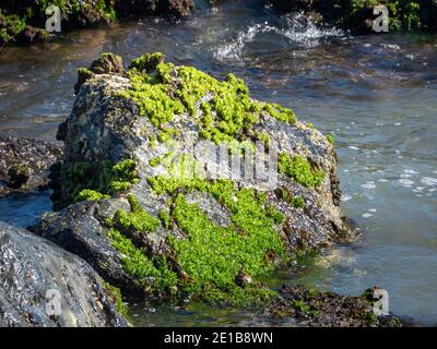 Hellgrünes Moos auf großen grauen Felsen am Meer Stockfoto