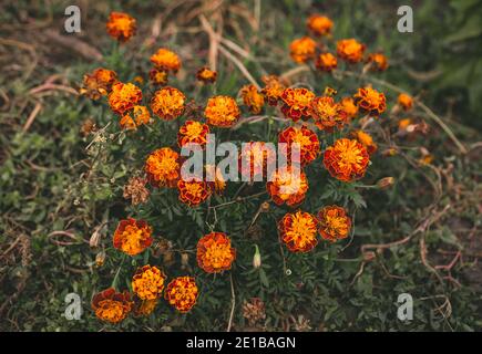 Leuchtend orange schöne Ringelblumen Busch, Herbst floralen Hintergrund Stockfoto