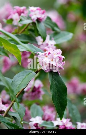 Blassrosa Blüten von Daphne Bholua 'Peter Smithers'. Daphne 'Peter Smithers'. Daphne bholua 'Daman Ridge Dark'. Stockfoto