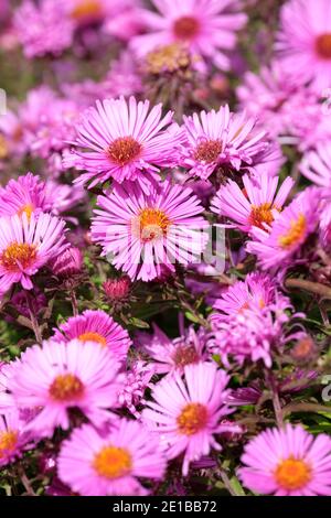 New England Aster 'Brunswick'. Aster novae-angliae 'Braunschweig'. Symphyotrichum novae-angliae 'Brunswick' Stockfoto