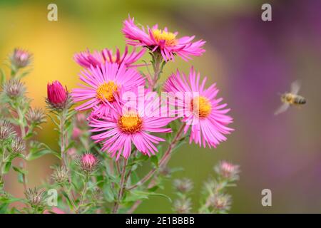 Leuchtend rosa Blüten von Symphyotrichum novae-angliae 'James Ritchie' New England Aster 'James Ritchie'. Aster novae-angliae 'James Ritchie' Stockfoto