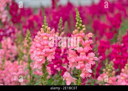 Pink antirrrinum oder Drachenblumen oder Schnappdrachen im Freien. Rosa Blüten. Antirrhinum 'Pretty in Pink' ist ein fantastischer neuer, mehrjähriger snapdragon. Stockfoto