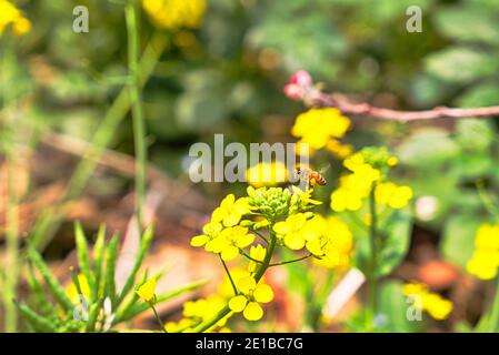 Eine Biene auf gelben Blüten der wilden Rakete (Sisymbrium loeselii). Blühende Wiese. Die gelben Blüten des wilden kleinen Tumbleweed Senf. Ein Feldhof. Stockfoto