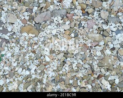 Kieselsteine und Muscheln aus dem Meer am Sandstrand, Hintergrundtextur aus Stein oder Geröll oder Kies und Muschelfischen Stockfoto