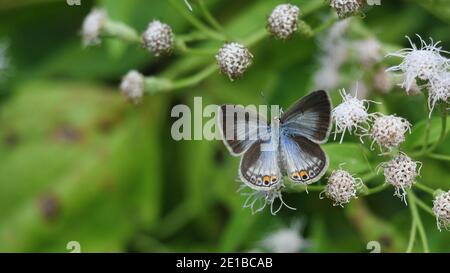 Gram Blauer Schmetterling mit Muster ähnlich orange Augen auf blau Und schwarze Flügel, tropische Insekten suchen Nektar auf bitteren Busch oder Siam Unkraut blüht Stockfoto