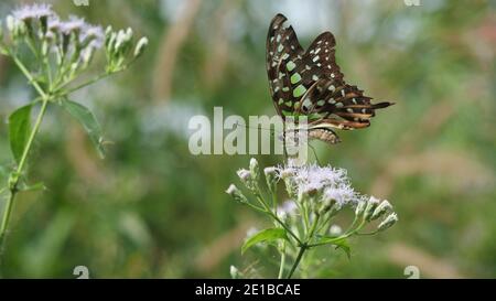 Grün mit brauner und schwarzer Farbe gestreift auf Schwanzhäher Schmetterlingsflügel, tropische Insekt sucht Nektar auf Bitterbusch oder Siam Unkrautblüte auf dem Feld Stockfoto