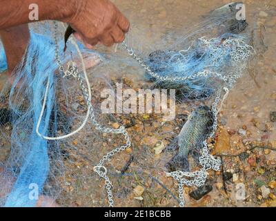 Viele Süßwasserfische gefangen mit lokalen Werkzeug, Fisherman Hand nehmen Fisch aus dem Fischernetz, Blackchin Tilapia in Thailand Stockfoto