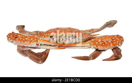 Gedämpfte blaue Krabbe gekocht isoliert auf weißem Hintergrund, Meeresfrüchte und lokale Küche in Thailand, geschälte Meerestier, die rot und orange Farbe zu drehen Stockfoto