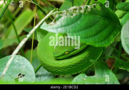 Weiß-lipped Pit Viper ( Trimeresurus albolabris ) Schlangentarnung in der Umgebung unter dem Blatt, Dieses giftige Reptil ist hellgrün Stockfoto