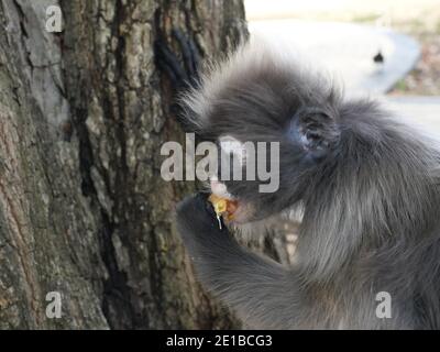 Dusky Blatt Affe ( Spectacled langur ) sitzen und essen Obst auf Baum im Wald, Prachuap Khiri Khan Provinz, Thailand Stockfoto