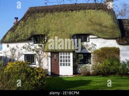 Ziemlich reetgedeckte Landhaus mit grünem Moos, das auf Stroh wächst, Cherhill, Wiltshire, England, Großbritannien Stockfoto