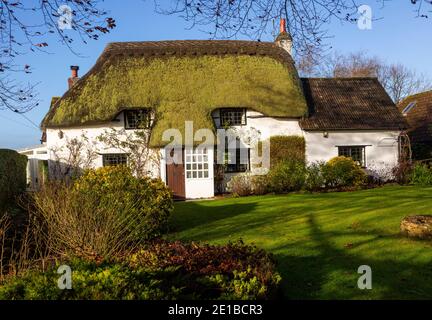 Ziemlich reetgedeckte Landhaus mit grünem Moos, das auf Stroh wächst, Cherhill, Wiltshire, England, Großbritannien Stockfoto