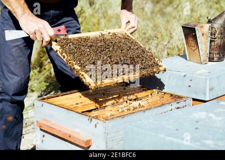 Bienenzucht in Beaucaire (Südostfrankreich): Bienen auf einem Bienenstock Rahmen während einer Inspektion der Bienenstöcke durch einen Imker, Imker 'Au miel okzitan Stockfoto