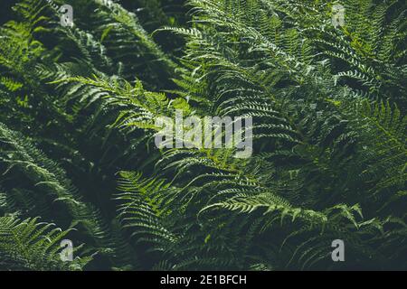 Dickicht Farn. Grüne Blattabdeckung im Regenwald. Landschaftlich natürliche Textur von Farnblättern. Stockfoto