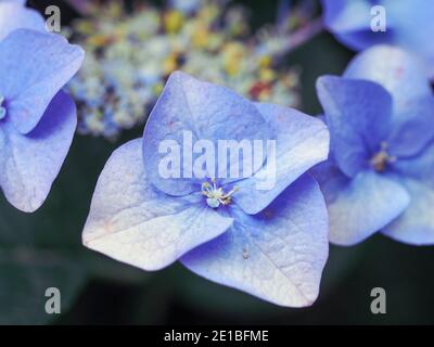 Flower Macro, Blick direkt in die Front von blau lila mauve Schattierungen von Hydrangea Blumen Nahaufnahme, Details von Blütenblättern, australischen Küstengarten Stockfoto