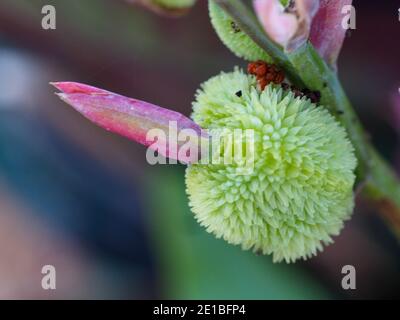 Eine Knospe einer Canna Lily bald zu öffnen Stockfoto