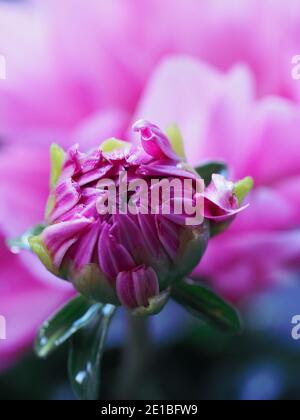 Neue Pflanzenwelt in vielen Schattierungen von Rosa. Die rosa Dahlia-Blütenknospe öffnet sich vor einem rosa, unscharfen Hintergrund, mit nur einem Hauch von Grün auf seinen Vorzügen Stockfoto