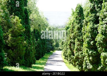 Immergrüne Thuja-Bäume entlang der Gasse im Freien.Textur Oder Hintergrund Stockfoto