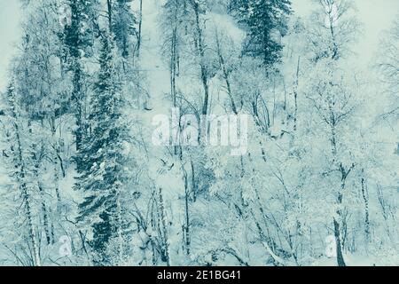 Schneebäume am Hang. Feenwald mit Frost auf Ästen von Kiefern. Winter dunkel und neblig Wald auf dem Hügel Stockfoto