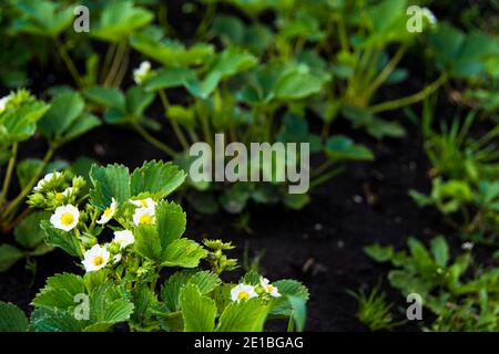 Weiße Erdbeerblüten im Frühlingsgarten. Erdbeeren im Garten auf dem Bauernhof anbauen. Stockfoto