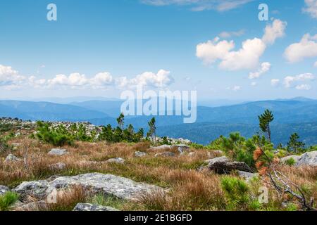 Allein junger Baum auf felsigen Grat. Pinien am Hang mit Bergen am Horizont Stockfoto