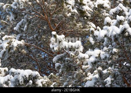 Dicke Kiefernzweige mit flauschigem Schnee auf Ästen. Winterwald im Frost. Stockfoto