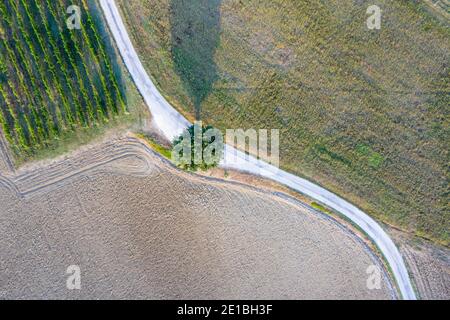 Draufsicht auf einen einsamen Baum auf einer S-förmigen Straße in der italienischen Landschaft außerhalb Fabriano, Marken. Drohnenerfassung. Stockfoto