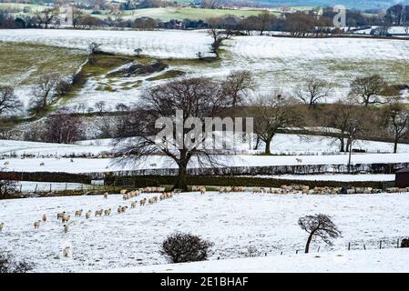 Clitheroe, Lancashire, Großbritannien. Januar 2021. Schafe im Schnee bei Downham, Clitheroe, Lancashire. Kredit: John Eveson/Alamy Live Nachrichten Stockfoto