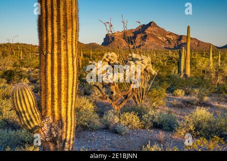 Saguaro und Teddybären Cholla Kakteen, Pinkley Peak in der Ferne, North Puerto Blanco Drive, Organ Pipe Cactus National Monument, Arizona, USA Stockfoto