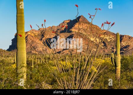 Saguaros und blühende Ocotillos, North Puerto Blanco Drive, Sonoran Desert, Organ Pipe Cactus National Monument, Arizona, USA Stockfoto