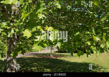 Nahaufnahme des sommerlichen grünen Blattes eines Laub-Tulpenbaumes (Liriodendron tulipifera), der in einem Garten in Rural Devon, England, Großbritannien wächst Stockfoto