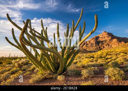 Orgelpfeifenkaktus, Ajo Range dahinter, Ajo Mountain Drive, bei Sonnenuntergang, Sonoran Desert, Organ Pipe Cactus National Monument, Arizona, USA Stockfoto